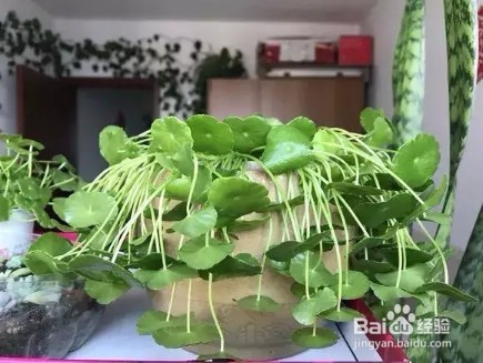 3种花就是抽水机,夏天别缺水,一缺就蔫