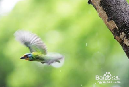 尼康d800如何设置对焦拍摄飞鸟