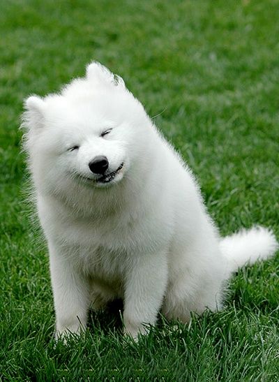 萨摩运动的最佳时期