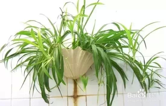 家里放这些花,让家人更健康!