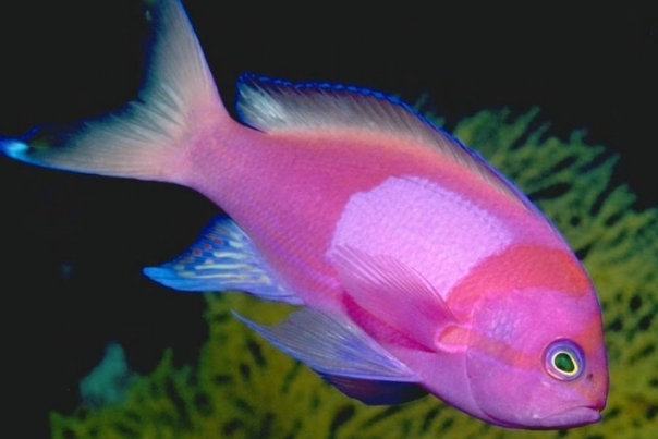 刚生下来的小鱼崽吃什么