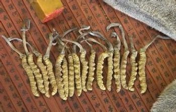 冬虫夏草怎样识别