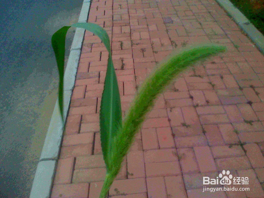 老年人怎样傍晚散步给孩子讲草本花---毛毛狗