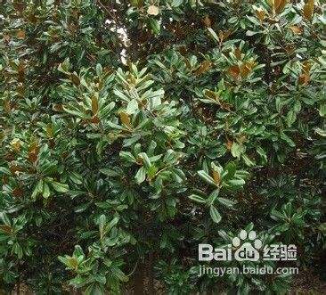 广玉兰的繁殖方法有哪些？