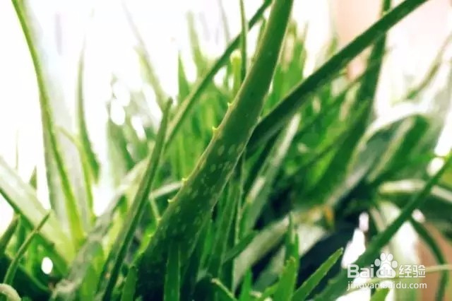 这6种植物最适合懒人养，不浇水照样枝繁叶茂！