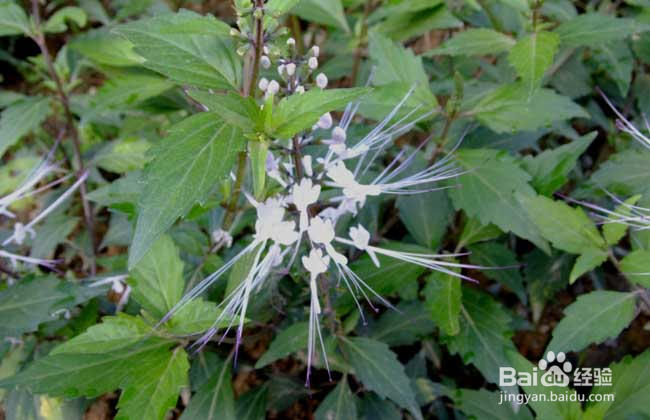 猫须草的正确服用方法
