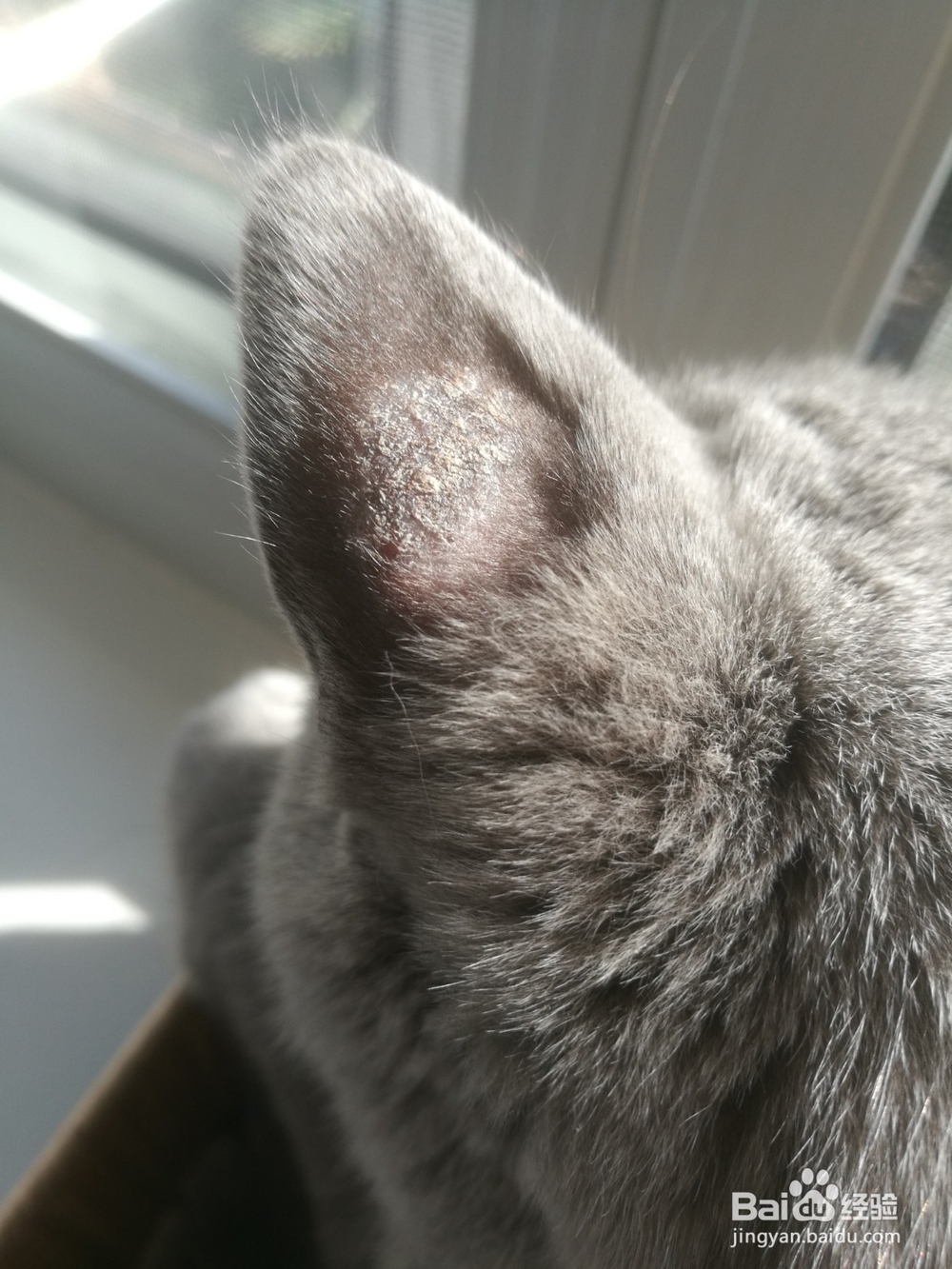 猫得了猫藓怎么办