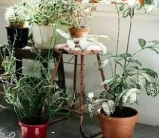 怎样用植物装饰窗台