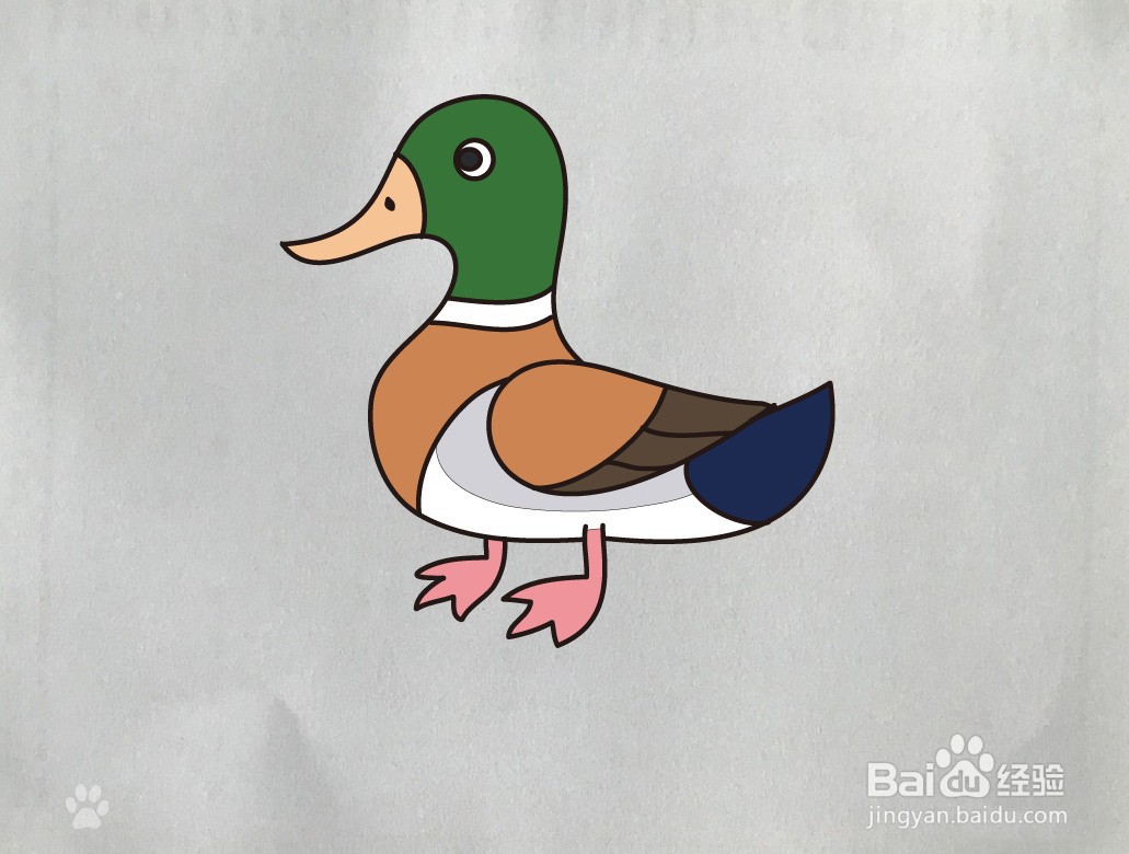 绿头鸭的画法图片