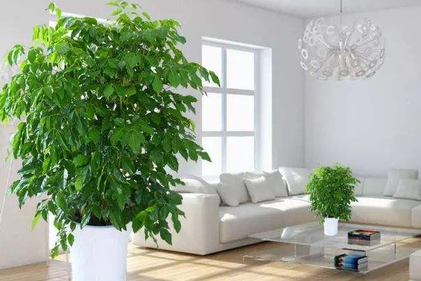 幸福树如何分株