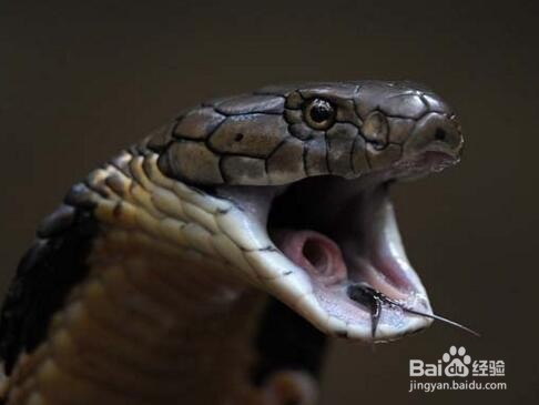 被毒蛇咬伤了怎么办？及时有效的处理技巧