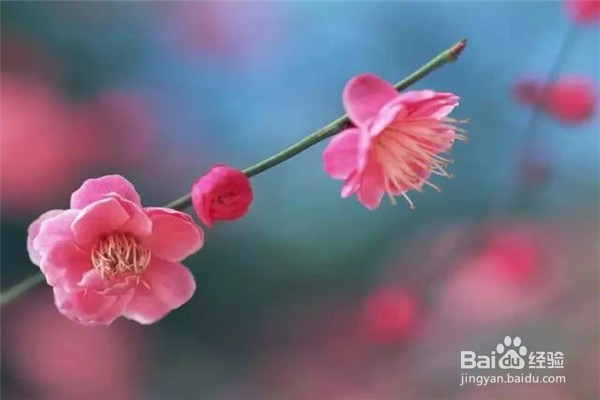 重庆赏花地图最全攻略必收藏-莫辜负这大好春光