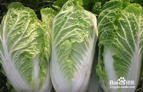 到了冬天怕冷的人该吃些什么？