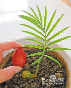 铁树籽怎么种植