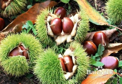 孕妇可吃什么零食?孕妇饮食注意事项