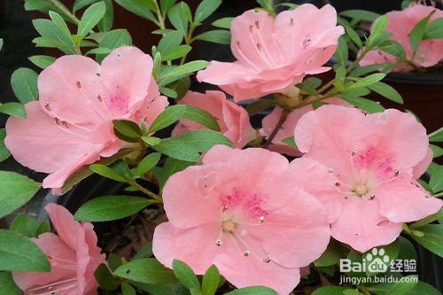 皋月杜鹃的养殖方法和注意事项