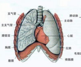 中国肺功能指南