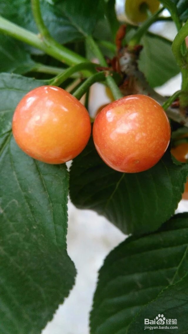 怎样在屋顶花园种植红樱桃