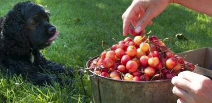 狗狗能吃樱桃不