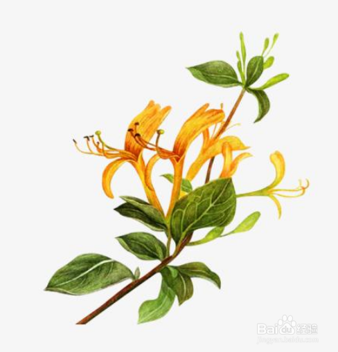 金银花为什么要蒸制