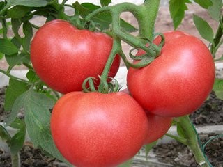 消化不良吃哪些食物