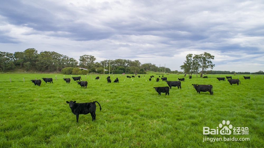 活性多种维生素对动物生长的作用