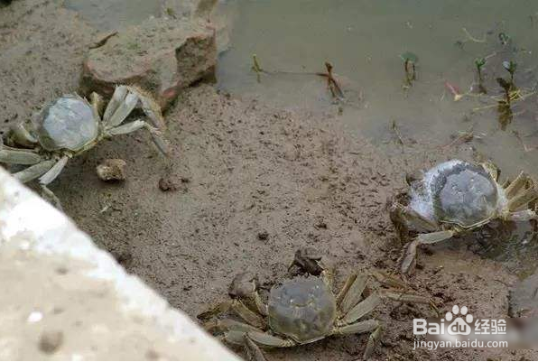 如何挑选阳澄湖大闸蟹?