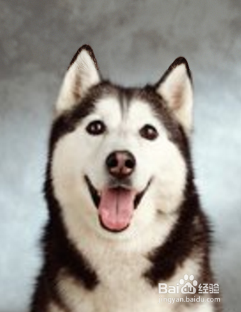 对于傻成这样的狗子，除了二哈也是没谁了！