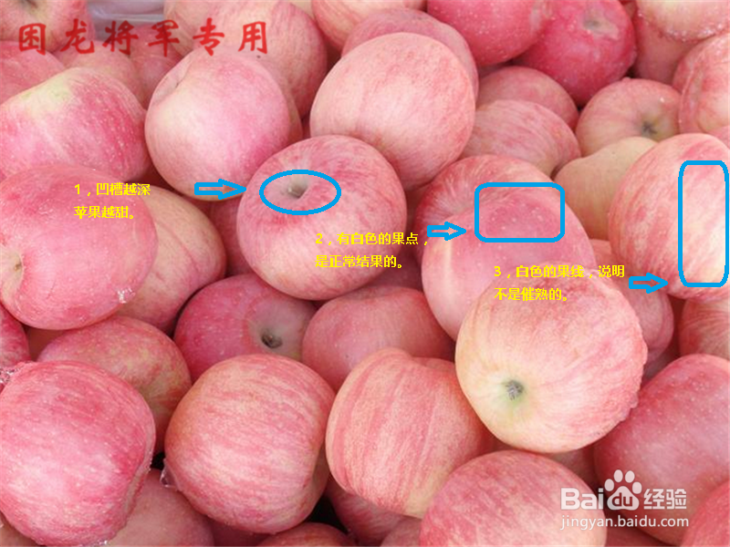 教你怎么挑选好苹果