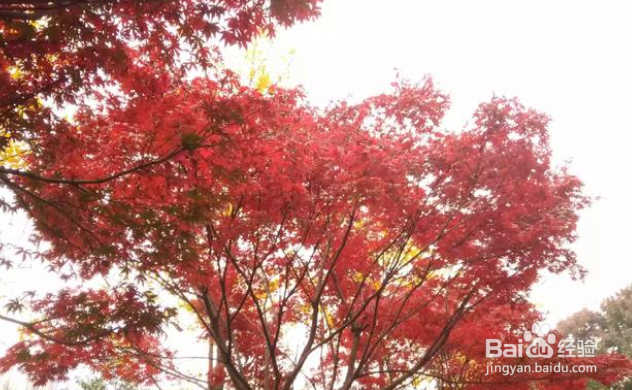 秋色怡人摄影可以拍些啥素材?