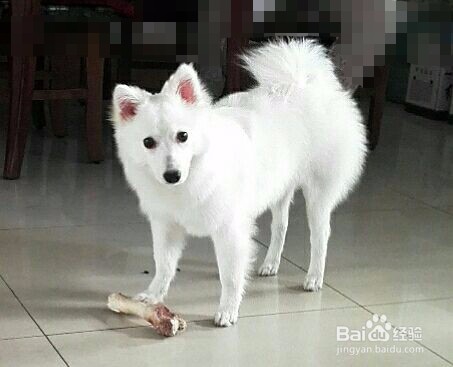萨摩耶与银狐犬的外形区别