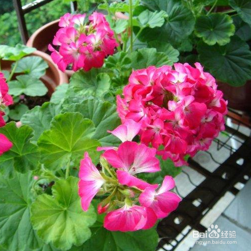 天竺葵的养殖方法