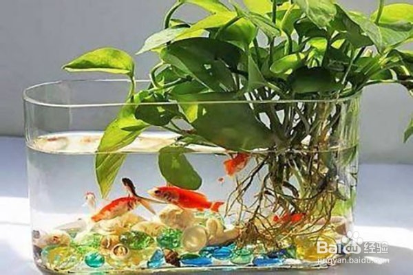 绿萝的养殖方法