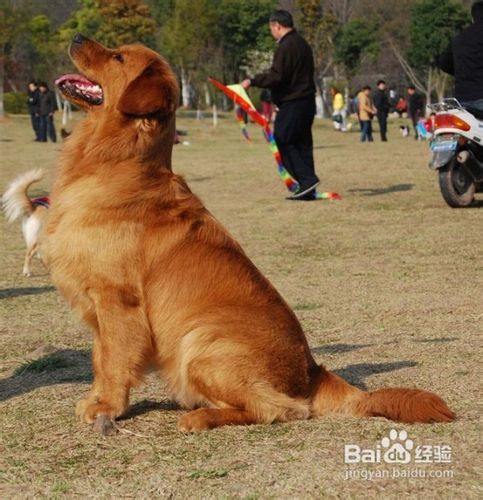 金毛犬恐惧心理是怎么训练消除的