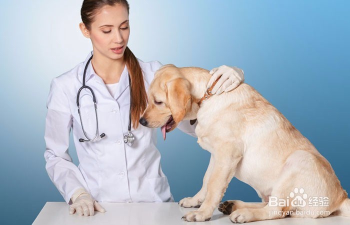 狗狗脚掌老茧磨破化脓怎么办