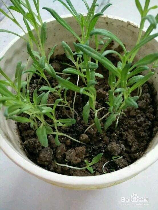 怎样种满天星才能爆盆