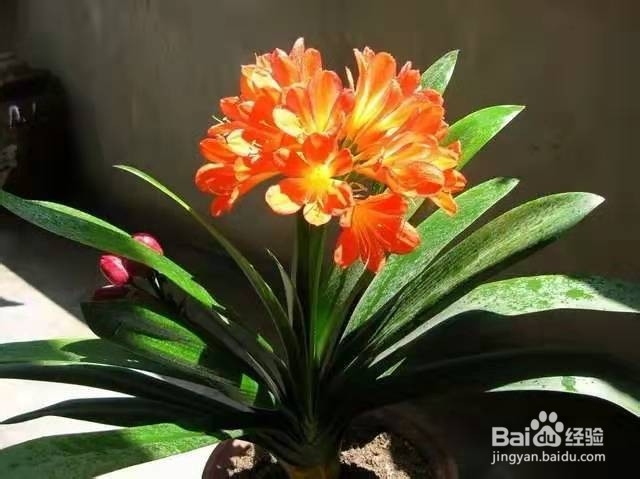 养君子兰,做好这几点,让叶片更加肥厚