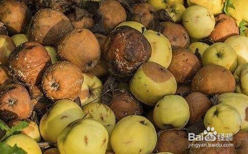 冬日如何消除屋内的小飞虫