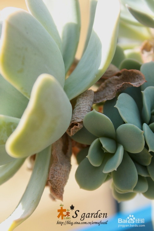多肉植物日常养护窍门及疑难解答