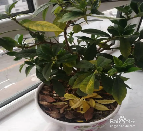 绿植叶子发黄怎么回事?