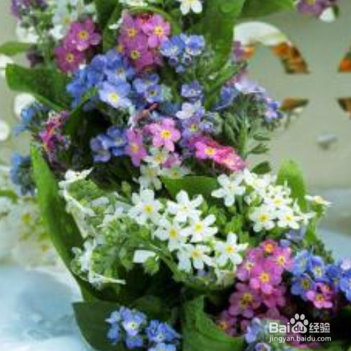 勿忘我春天可以种吗？