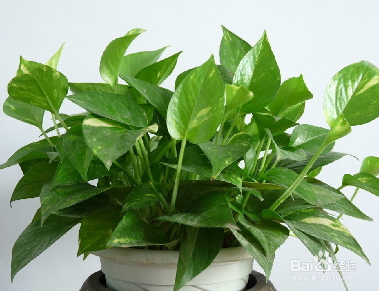 适合办公室的小植物