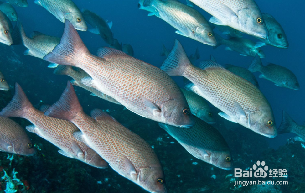 武汉东湖海洋乐园攻略