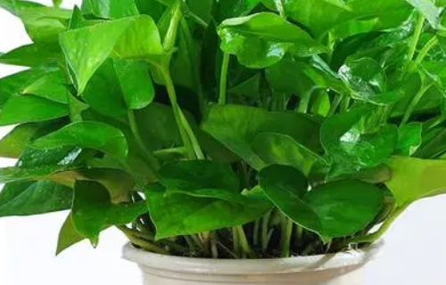 房间放什么植物对人体好