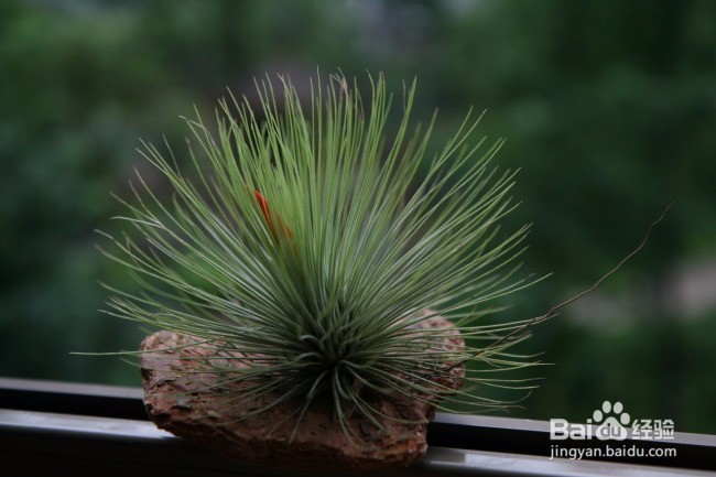 好看又好养的植物