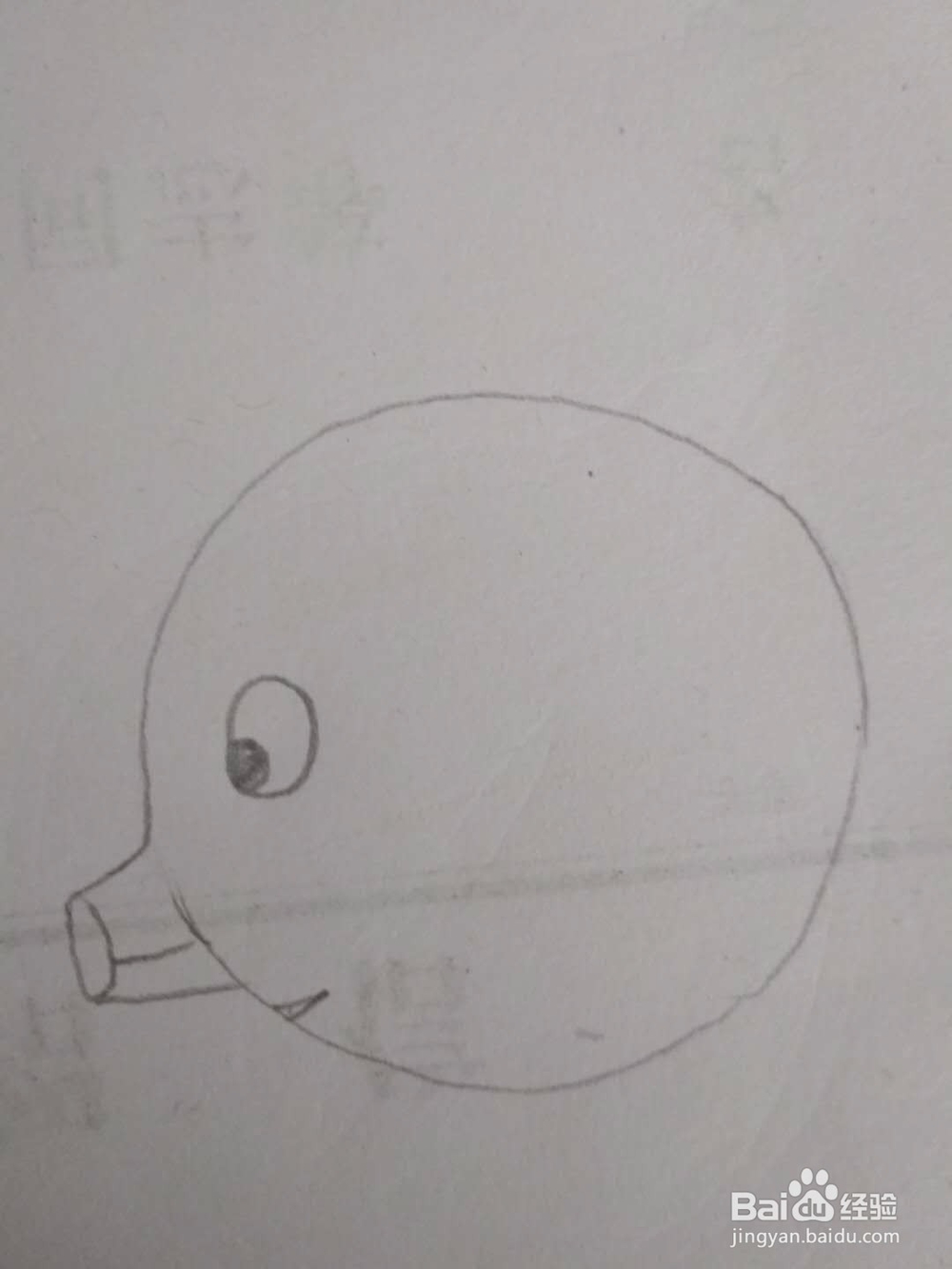 多妈简笔画动物一只胖嘟嘟的小猪