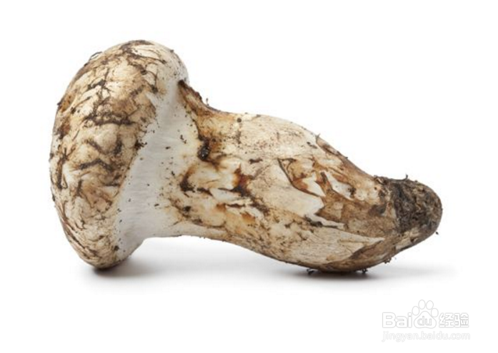 松茸这么贵，那我们应该如何挑选松茸呢？