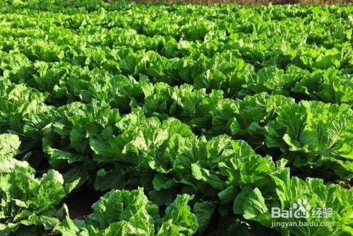 秋白菜无公害栽培技术 百度经验