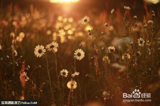 数码相机—花卉拍摄技巧
