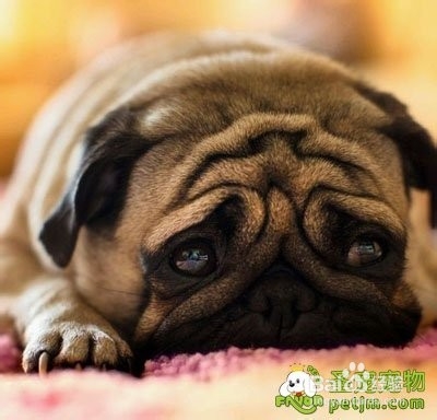 巴哥犬的眼部护理方法